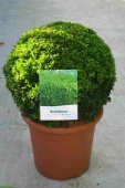 Самшит вечнозеленый Арборесценс шар саженец OG756 купить в Москве