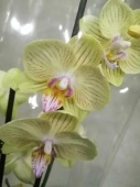 Фаленопсис Сан passat орхидея ароматная О614 купить в Москве