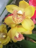 Цимбидиум желтый гибрид орхидея О655 купить в Москве