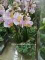 Подарочные комнатные орхидеи купить в Москве
