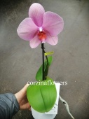 Орхидея Фаленопсис розовый Синголо О360 купить в Москве