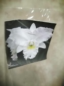 Каттлея Сноу Вайт орхидея О721 купить в Москве