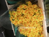 Нарцисс жёлтый Солейл срезка SR523 купить в Москве