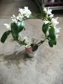 Орхидея Дендробиум нобиле Белый обод О766 купить в Москве