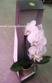 Фаленопсис подарочный орхидея купить в Москве
