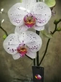 Орхидея фаленопсис гибрид О533 купить в Москве