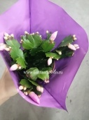 Шлюмбергера цветок светло-розовый KR831 купить в Москве