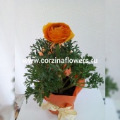 Ранункулус лютик оранжевый подарочный KM210 купить в Москве