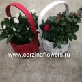 Подарочные азалии на 14 февраля купить в Москве