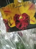 Каттлея Смайл Брауни орхидея О723 купить в Москве