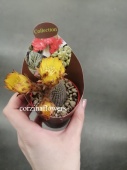 Лобивия фаматимская кактус KR1318 купить в Москве