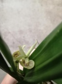 Энциклия радиата Рэй орхидея О617 купить в Москве