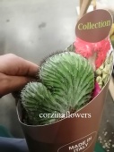 Полаския Чичипе кристата кактус KR2052 купить в Москве