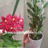 Орхидея Эпидендрум Центропеталум красно-малиновый О172 купить в Москве