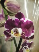 Фаленопсис гибрид орхидея О831 купить в Москве