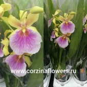 Орхидея желтая Мильтония Сансет 1 ст О2 купить в Москве