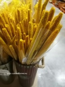 Сухоцвет бабала Желтый пучок Suh4 купить в Москве