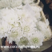 Хризантема белая Пина колада кустовая SR8 купить в Москве