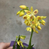 Калантос желтый орхидея О986 купить в Москве