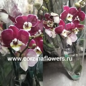 Орхидея Фаленопсис Пионер О88 купить в Москве