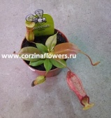 Непентес Гайя хищные растения KR2189 купить в Москве