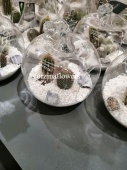 Кактусы в флорариуме Яблоко KM417 купить в Москве