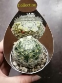 Маммилярия Шидеана кактус KR2895 купить в Москве