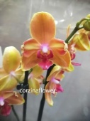 Фаленопсис бабулетка оранжевая орхидея О480 купить в Москве