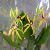 Энциклия Октопусси в горшке орхидея О568 купить в Москве