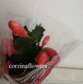 Декабриста красный шлюмбергия ред кактус KR2156 купить в Москве