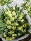 50 кремовых тюльпанов дв Овериг срезка SR273 купить в Москве