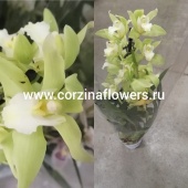 Орхидея Цимбидиум Зеленый гибрид О186 купить в Москве