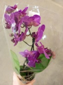 Фаленопсис Бразилиан Фивер орхидея О908 купить в Москве