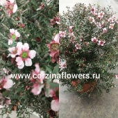 Лептоспермум розовый шар DZ259 купить в Москве