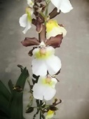 Камбрия гибрид орхидея О581 купить в Москве