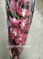 Цимбидиум срезка орхидея купить в Москве