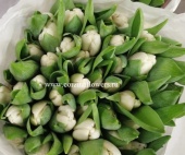 50 шт тюльпанов белых Апдейт срезка SR228 купить в Москве