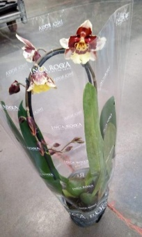 Камбрия гибрид орхидея