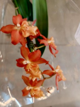 Орхидея Камбрия гибрид О907