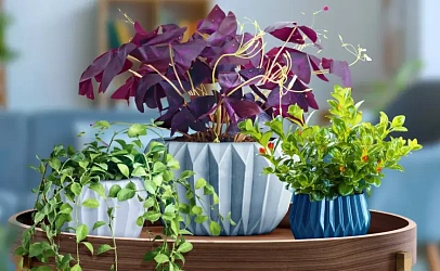 Озеленение интерьера под ключ