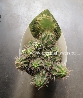 Эхиноцереус Маритимус 10см https://corzinaflowers.ru/catalog/komnatnye_rasteniya_i_tsvety/kaktusy_ekheverii_i_dr_sukkulenty/kaktusy_v_gorshkakh/tsereus_kaktus_/3084/
