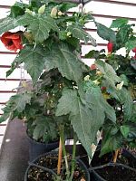 Абутилон оранжевый в горшке DZ695 Абутилон оранжевый в горшке DZ695 купить в Москве