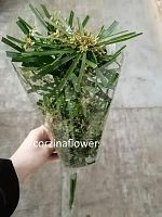 Циперус для декора срезка SR661 Циперус для декора срезка SR661 купить в Москве