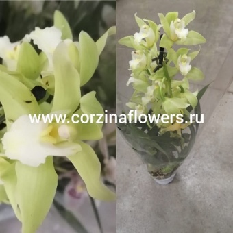 Орхидея Цимбидиум Зеленый гибрид О186 12 https://corzinaflowers.ru/catalog/komnatnye_rasteniya_i_tsvety/2803/