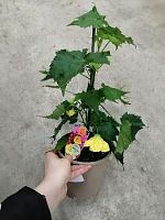 Абутилон желтый в горшке DZ576 Абутилон желтый в горшке DZ576 купить в Москве