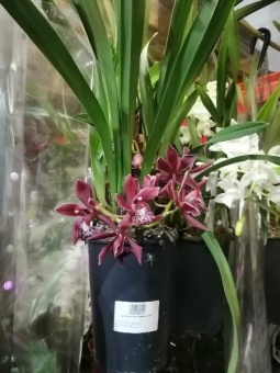 Орхидея Цимбидиум Каскад бордовый подвесной О880 купить в Москве