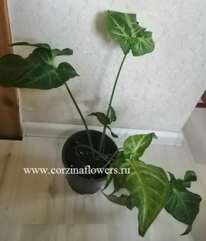 Сингониум Ренуар лиана 12 https://corzinaflowers.ru/catalog/komnatnye_rasteniya_i_tsvety/528/
