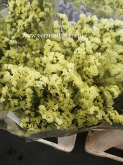 Статица желтая 25шт сухоцвет https://corzinaflowers.ru/catalog/bukety_iz_tsvetov_fruktov_ovoshchey_i_dr/stabilizirovannye_tsvety_i_sukhotsvety/statitsa_sukhotsvet/964/