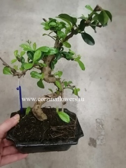 Бонсай Кармона Stype 15 25-35 см https://corzinaflowers.ru/catalog/komnatnye_rasteniya_i_tsvety/bonsay/bonsay_iz_karmony/2798/