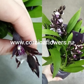 Одонтоглоссум Алиса ароматный 12 https://corzinaflowers.ru/catalog/komnatnye_rasteniya_i_tsvety/2790/